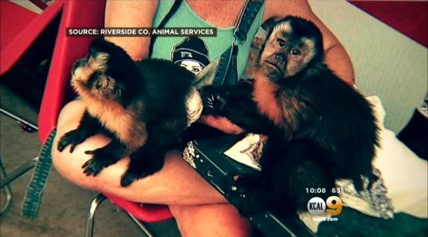 monkey news story