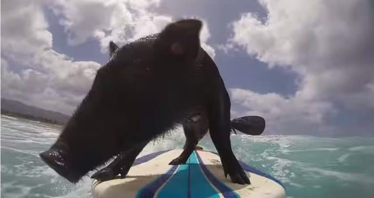 Video: Meet Kama the Surfing Pig