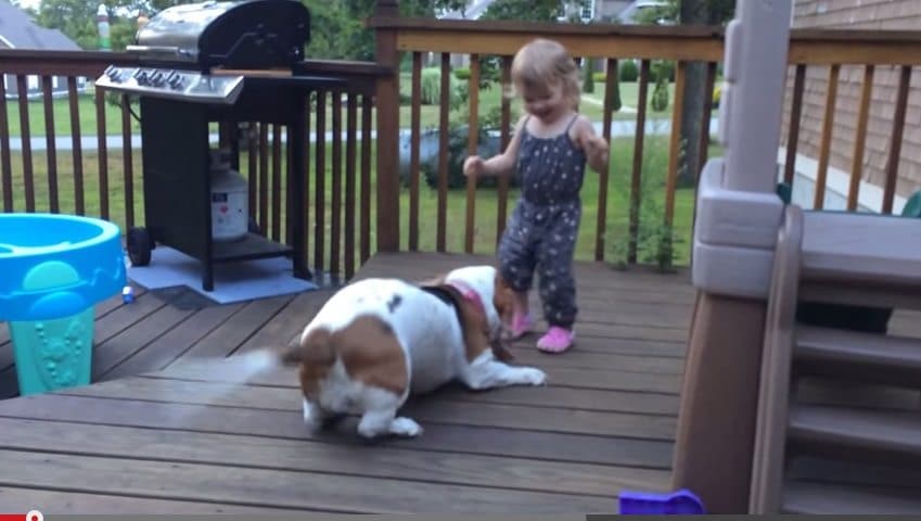 basset hound with kids