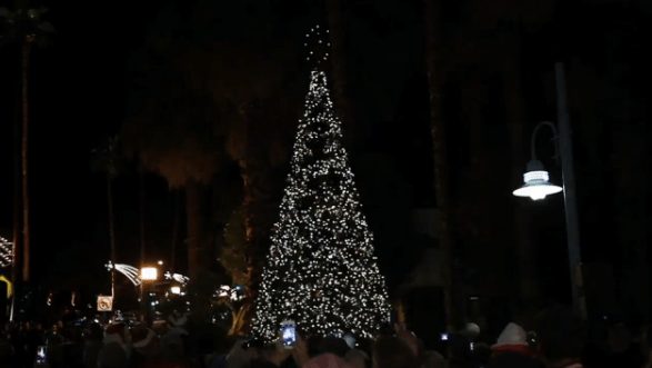 Palm Springs Tree