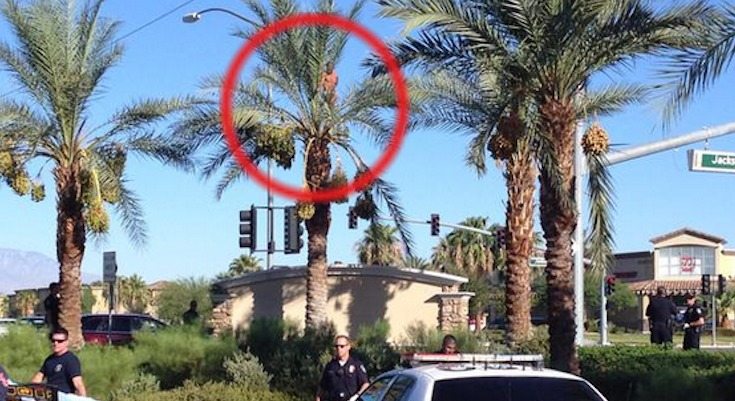 No Charges Likely For Indio “Tree Man” Who Was Run Over By Truck