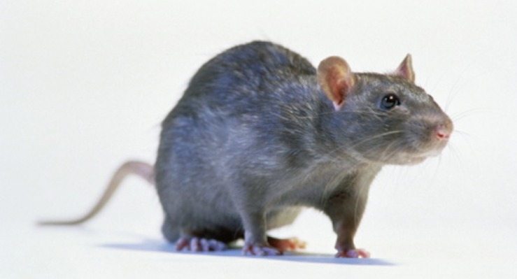 Who Needs ‘Snakes on a Plane’ When You Have Rats on a Sun Bus?