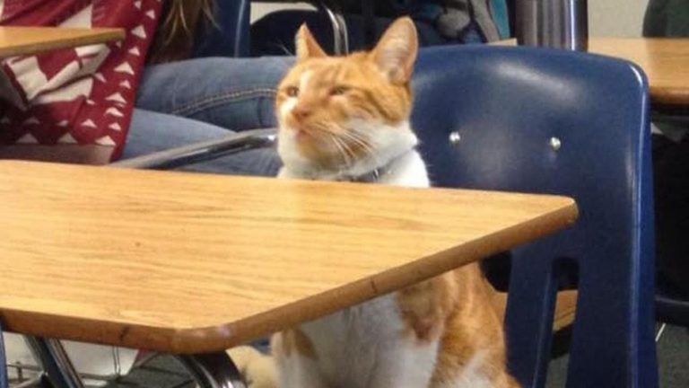 Meet Bubba, the California Cat With a High School Student ID Card