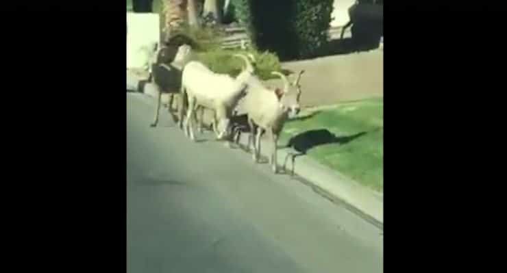 Here are Some Bighorn Sheep Chillin’ in PGA West