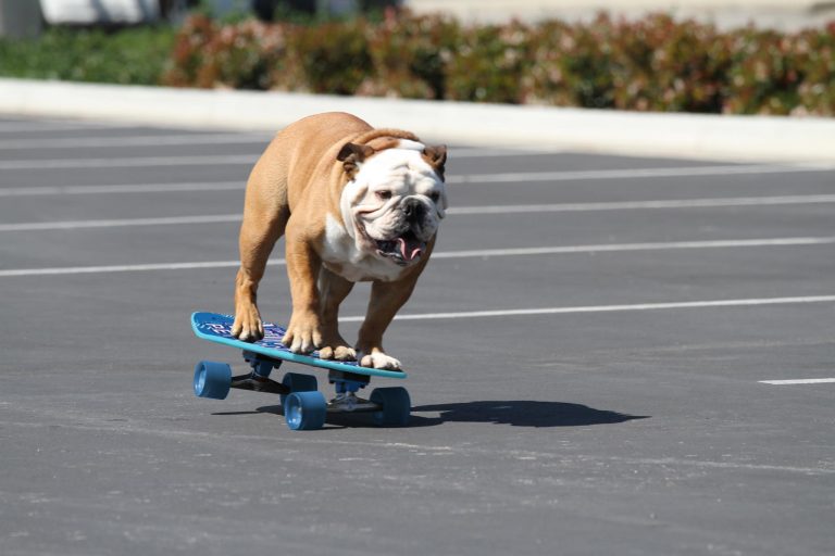 Tillman, the skateboarding bulldog, has passed away