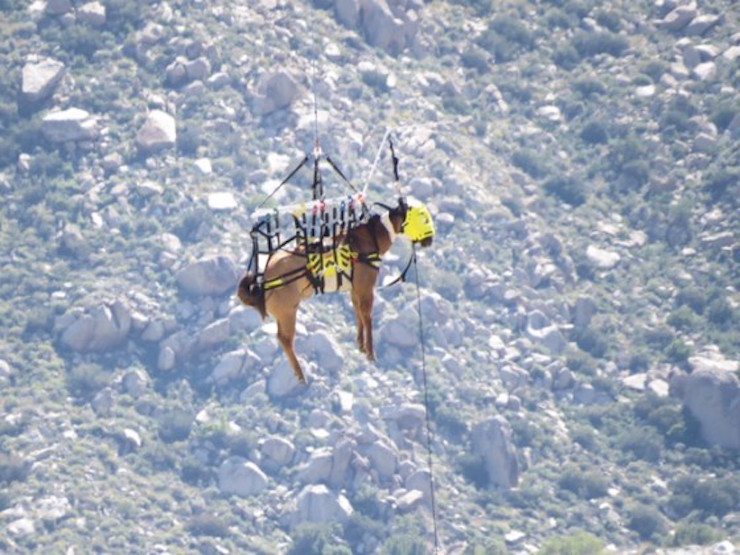 Horse rescued by helicopter near Palm Springs, 2nd horse dies