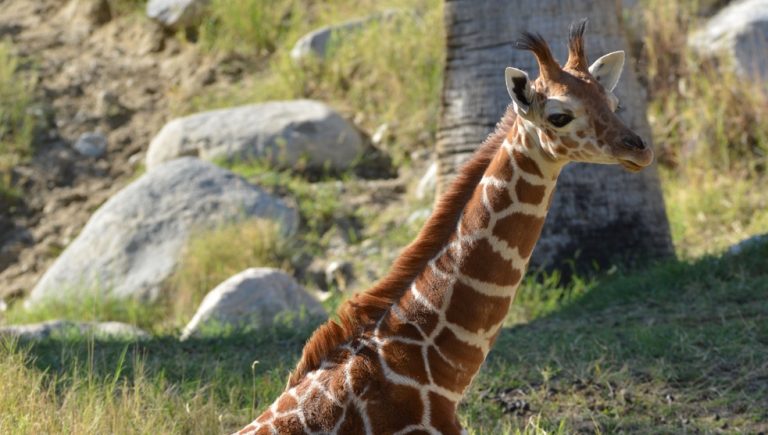 Someone paid the Living Desert to bestow a baby giraffe with the name ‘Giraffe’
