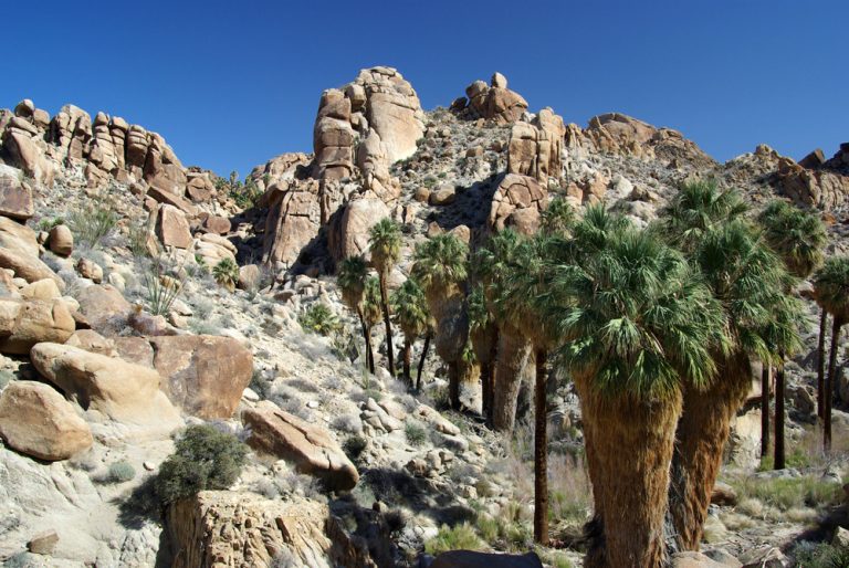 Joshua Tree National Park has suddenly found the money to remain open