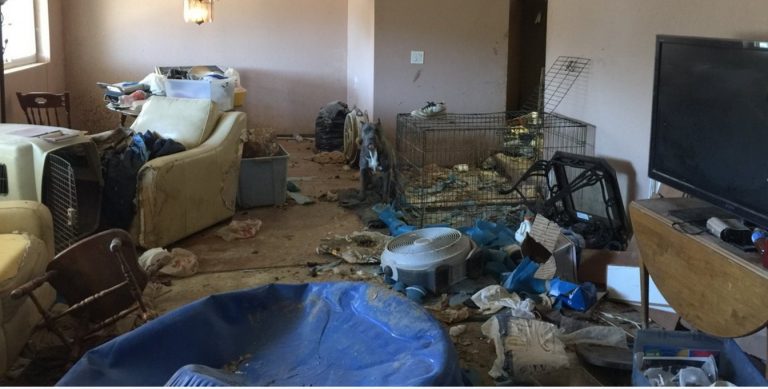 11 dogs found dead in Riverside Co. home, dozens more malnourished