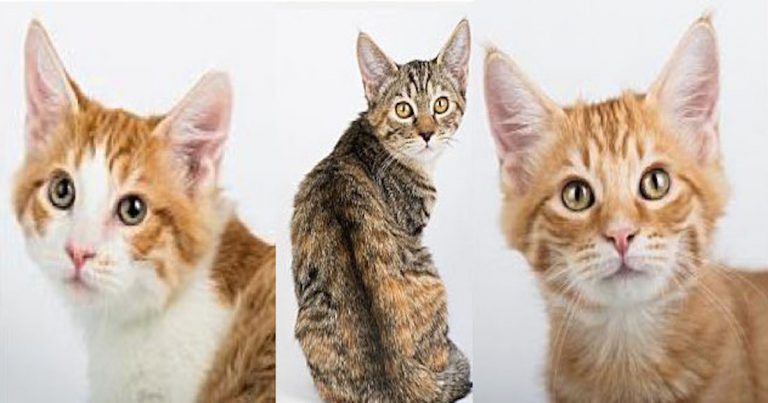 These adorable felines can be adopted at the COD Street Fair on Sunday