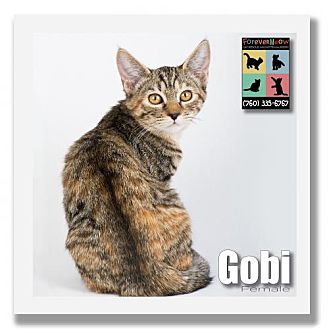 gobi
