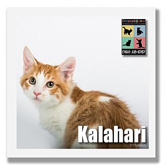 kalahari