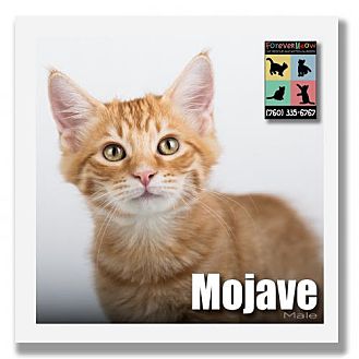 mojave