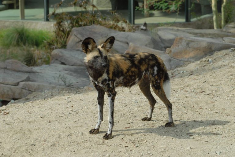 2 African wild dogs passed away at the The Living Desert in the last few days