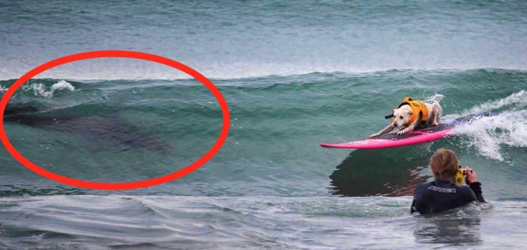 Surfing dog ends up way too close to huge shark in Huntington Beach