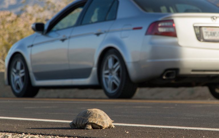 Joshua Tree warns drivers to be careful after 3 desert tortoises were run over in the past week
