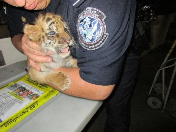 Riverside County teen accused of trying to smuggle a tiger over the U.S./Mexico border