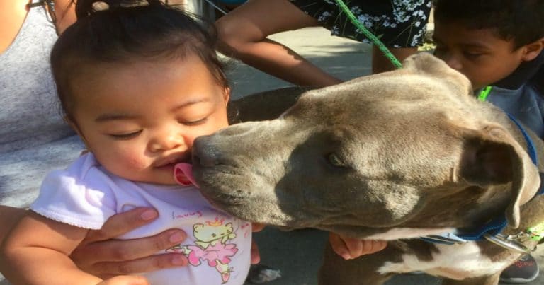 Hero pit bull puppy saves baby from fire