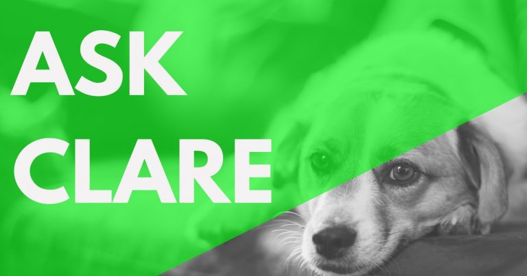My co-worker has a Go Fund Me for their sick dog | Ask Clare