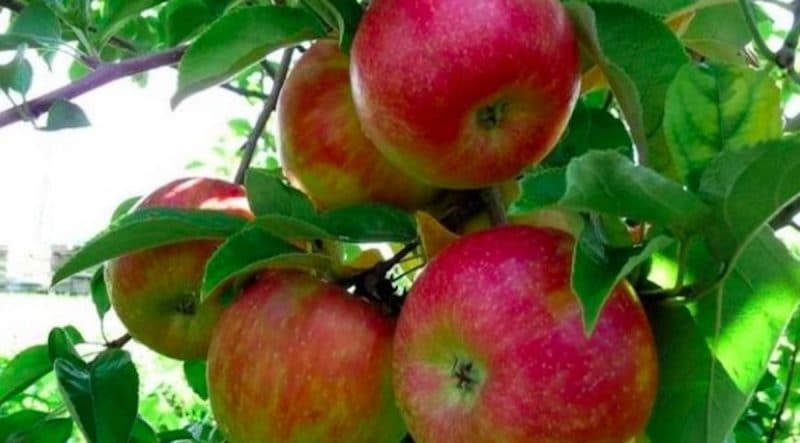 Apples in Oak Glen