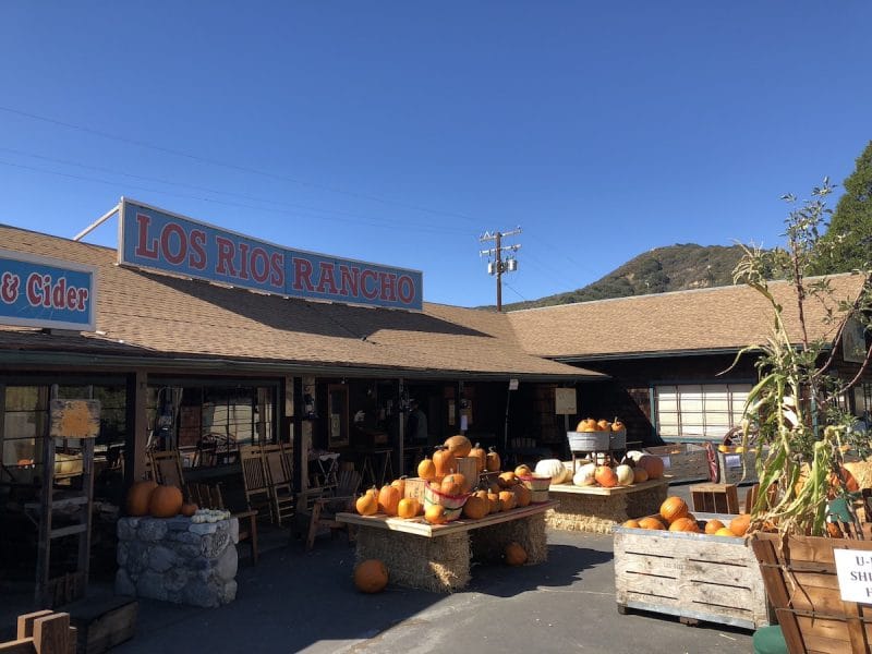 pumpkins at Los Rios Rancho in Oak Glen
