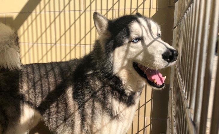 Riverside shelters being swamped with huskies.  Officials blame ‘Game of Thrones’.