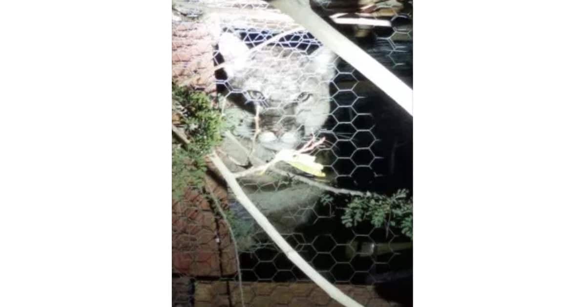 Police Shoot Kill Mountain Lion In Yucca Valley Cactus Hugs