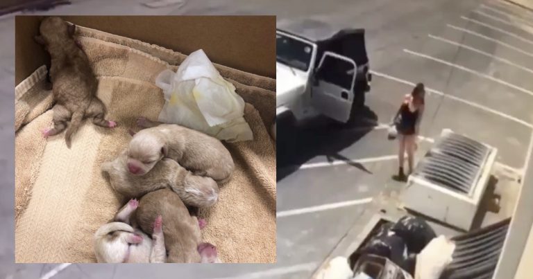 Woman accused of dumping 7 puppies in Coachella dumpster pleads not guilty