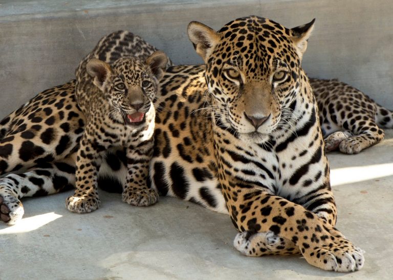 Magia, beloved Living Desert jaguar, passes away at 10