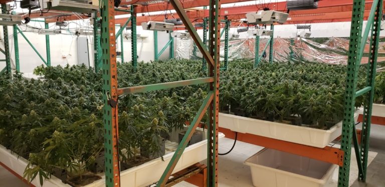 1,400 illegal pot plants found at Palm Springs business