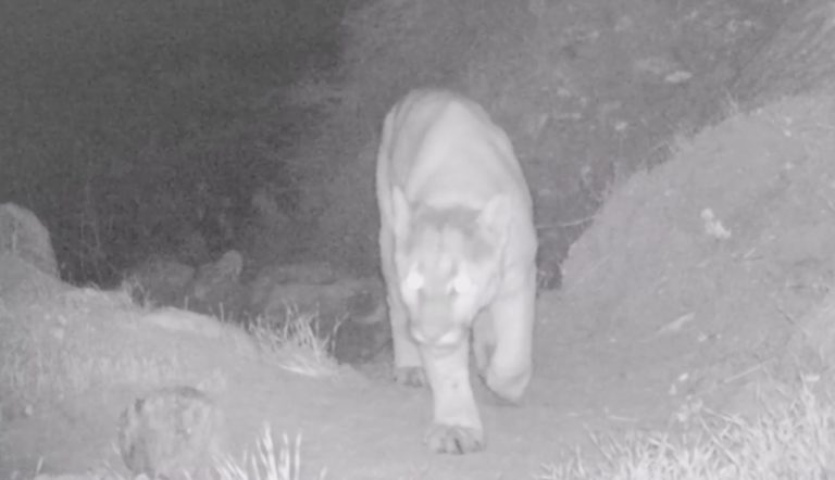 Mountain Lion spotted inside Whitewater Preserve